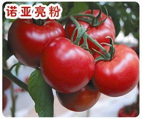 供应诺亚亮粉—番茄种子