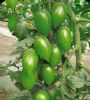 供应沃德绿宝石—番茄种子