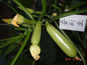 供应安利雅—西葫芦种子