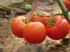 供应帕姆斯—番茄种子