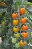 供应橙菲—樱桃番茄种子