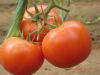 供应瑞德尼—番茄种子