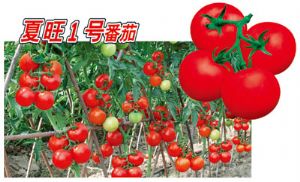 供应夏旺1号番茄—番茄种子