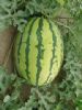 供应金宝西瓜—西瓜种子