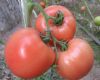 供应粉贝3号---耐热番茄种子