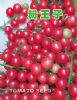 供应粉王子——小番茄种子