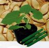龙太郎——黄瓜砧木种子