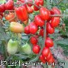 供应台湾红秀---小番茄种子 
