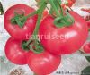 供应粉贝二号——番茄种子