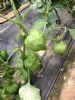 供应绿珍珠——番茄种子