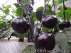 供应黑晶圆茄-茄子种子