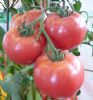 供应粉贝一号-----抗线虫粉果番茄种子