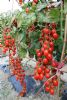 供应福星——抗TY小番茄种子