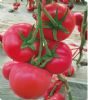 供应惊奇—番茄种子