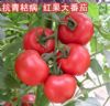 供应红丰2号/抗青枯病红果大番茄种子