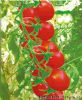 供应改良圣玛丽—番茄种子