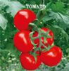 供应朗欣—番茄种子