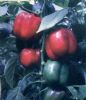 供应红钻—甜椒种子