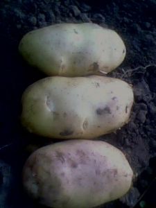 供应荷兰土豆