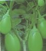 供应绿丰2033—茄子种子
