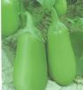 供应群兴绿罐茄—茄子种子