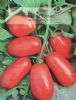 供应万丰红罗丹—番茄种子