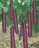 供应佳美紫红长茄—茄子种子