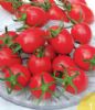 供应圣女果—番茄种子