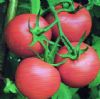 供应佳农T018—番茄种子
