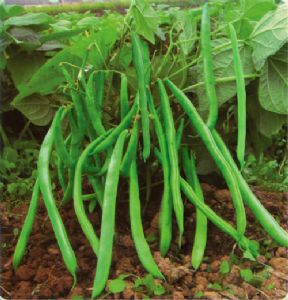 供应翡翠地豆王—菜豆种子
