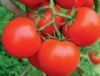 供应深红玉一号-番茄种子