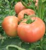 供应粉硕—番茄种子