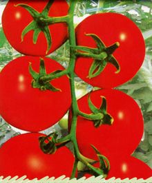 供应帅特F101—番茄种子