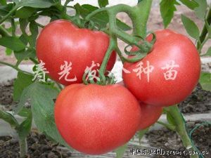 供应粉雷诺—番茄种子
