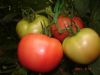 供应粉利亚—番茄种子