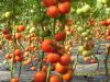 供应卡佩尔—番茄种子