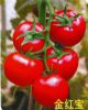 金红宝-番茄种子