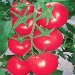 谷雨·粉钻石－番茄种子