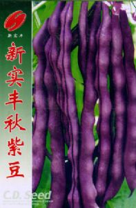供应新实丰秋紫豆—菜豆种子