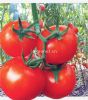 供应红钻2号——番茄种子