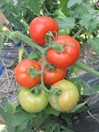 供应红禧—番茄种子
