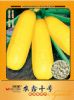 供应农鑫十号—西葫芦种子