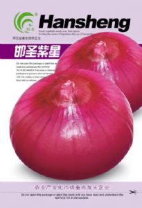 供应邯圣紫星-洋葱种子