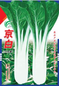 供应京白—白菜种子