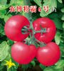 供应农博粉霸6号—番茄种子