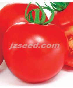 供应澳优红帅—番茄种子
