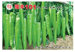 供应隆丰101—辣椒种子