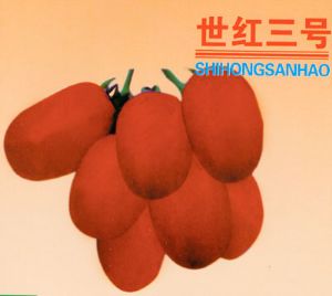世红三号—番茄种子