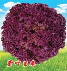 供应紫叶生菜—盆景蔬菜种子