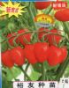 红贵人-番茄种子